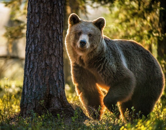 Medved potražio spas u vodi: I životinjama smetaju srpske vrućine VIDEO