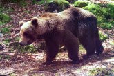 Medved ubio čoveka u Slovačkoj - ugrizao ga za vrat, stomak i rebra