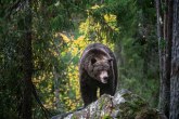 Medved ubio radnika zoo-parka u Šangaju