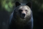 Medved ubio tinejdžera tokom trke na Aljasci