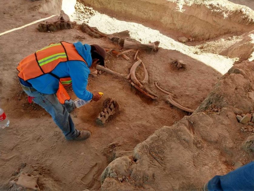 Meksiko: Kosti više od 60 mamuta starih 15.000 godina nađeni na aerodromu