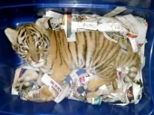 Meksiko: Mladunče tigra poslato brzom poštom