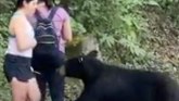 Meksiko i životinje: Divlji medved koji je onjušio ženu uhvaćen i kastriran