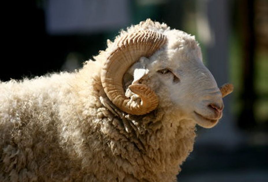 Mešihat neće vršiti prijem živih kurbana, niti zaklanih u režiji pojedinaca