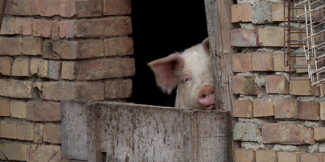 Meštani Klise žale se na neprijatni miris iz svinjca, komšija tvrdi da ima dozvole