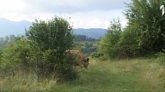 Meštani tvrde: Albanci ukrali dva bika