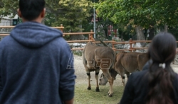 Migranti iz Bogovadje obišli zoološki vrt u Beogradu (VIDEO)