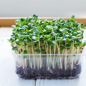 Mikrobilje: Kako uzgajati mikrobilje brokolija?