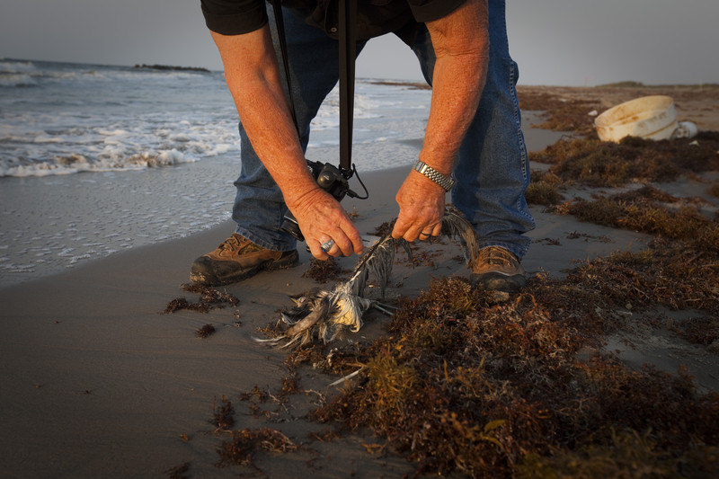 Milion morskih ptica uginulo usled toplotnog talasa