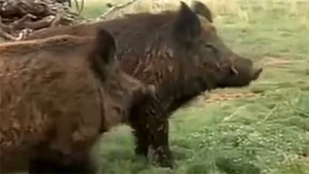 Ministar naredio odstrel divljih svinja u Srbiji