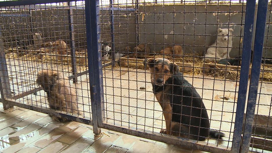 Ministarstvo: Psi uginuli od hladnoće i povreda u tuči pasa