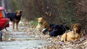 Ministarstvo odbrane o prodaju službenih pasa: Cena simbolična da bi se što pre udomili