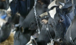 Ministarstvo poljoprivrede Srbije proglasilo zarazu stočnom bolešću