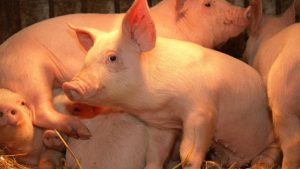 Ministarstvo upozorava na rizik od bolesti afričke kuge svinja