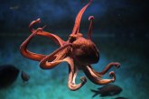 Misteriozno mesto u okeanu privlači na hiljade hobotnica: Konačno otkriveno i zašto VIDEO