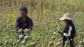 Mjanmar: U zemlji koja proizvodi najviše opijumskog maka na svetu, uzgajivači sve siromašniji