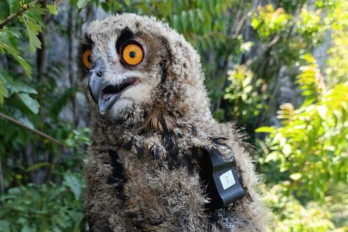 Mlada sova Danica stigla u Niš nakon leta od gotovo 100 kilometara