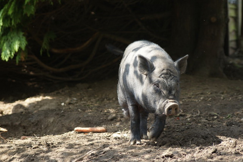 Mladenko ima 15 malih vijetnamskih svinja: Niko ih neće, a verne su kao psi i kilogram njihovog mesa košta 60 evra!