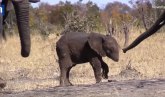 Mladunče slona ugroženo: Najtužniji prizor iz afričke divljine VIDEO