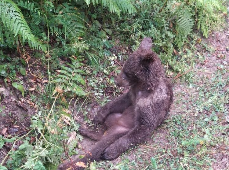 Mladunče medveda pronađeno omamljeno u šumi, predoziralo se “ludim medom” (FOTO/VIDEO)