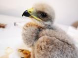 Mladunče orla staro petnaestak dana u inkubatoru Zoo Planeta