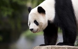 
					Mladunče pande putuje iz SAD u Kinu 
					
									