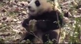 Mladunče pande se zbunilo: Da li je kamen ili bambus?