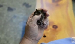 Mladunci slepog miša privremeno spasli šumu (VIDEO)