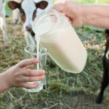 Mleko iz MARKETA ili direktno NAMUŽENO, šta pre birate? Stručnjaci su jednoglasni koje je ZDRAVIJE, a jedno može biti i SMRTONOSNO
