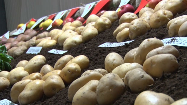 Modernizacija proizvodnje krompira u Srbiji