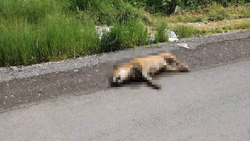 Monstrum slobodno šeta posle jezive scene kod Šapca: Pas iskasapljen, pa ostavljen na putu (FOTO)