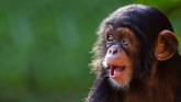 Monstrumi: U Brazilu ubijaju majmune, plaše se da su prenosioci boginja