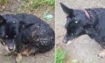 Monstruozan čin u Novom Sadu! Pronađen pas sa EKSEROM ZABIJENIM U GLAVU – Isključivo DELO ČOVEKA