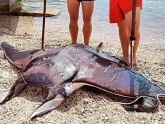 Morska zver uhvaćena u Crnoj Gori: Jedna od najvećih zaštićenih riba koju nazivaju i đavo FOTO