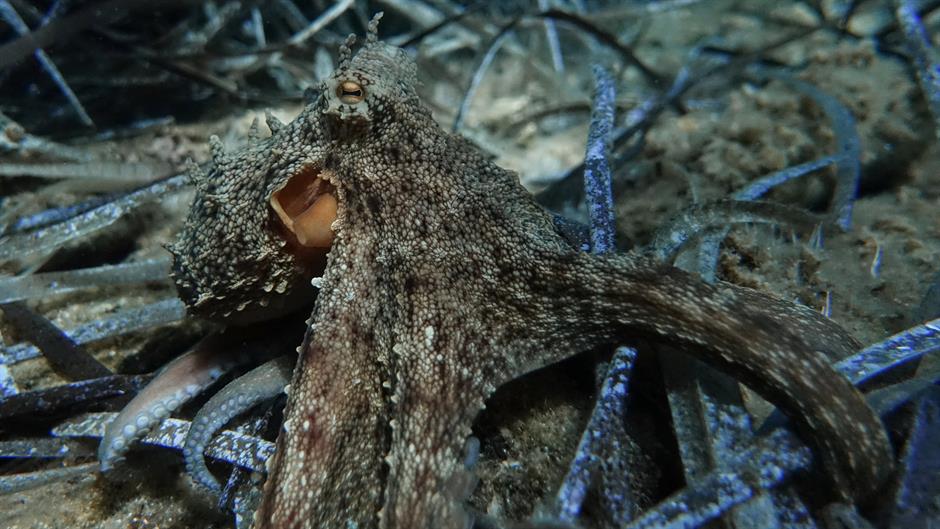 Morski lav udario kajakaša hobotnicom u glavu
