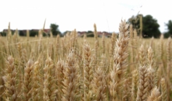 Moskva: Rastuće cene žitarica rezultat destruktivnih akcija Zapada