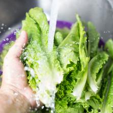 Može biti puna INSEKATA i prljavštine! Evo kako da pravilno i temeljno očistite zelenu salatu pre konzumacije