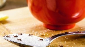 Mravi u kući? Napravite sprej od sastojaka koje već imate, a koji šta zaista pomaže