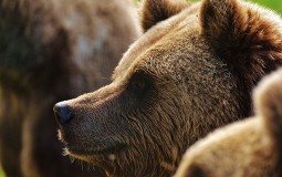 
					Mrki medved usmrtio 16-godišnjeg dečaka na Aljasci 
					
									