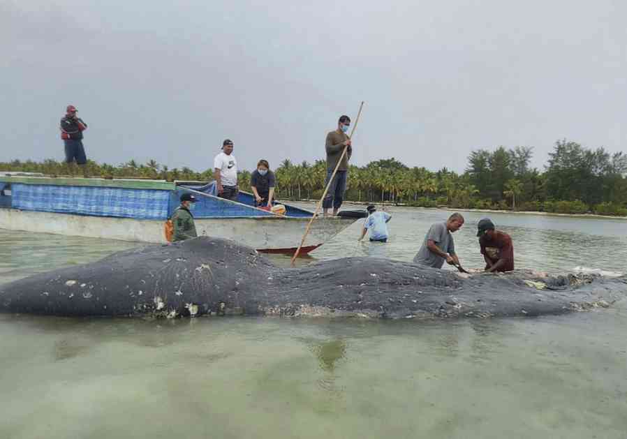 Mrtav kit izronio na obalu sa 115 plastičnih čaša u stomaku