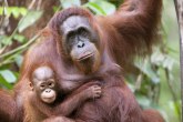 Ubijanje orangutana i seča šuma zbog palminog ulja, a ima ga dovoljno