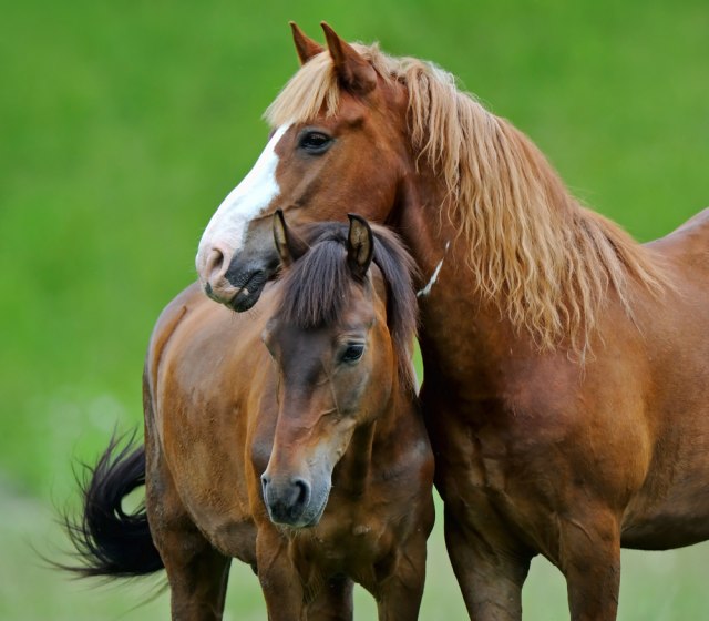 Muke Prokupčana: Konji bez ikakve kontrole šetaju i plaše ljude i decu