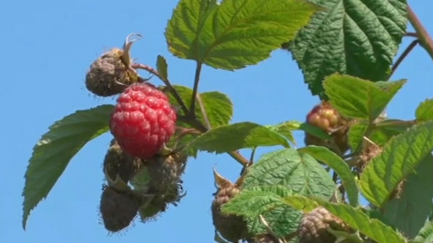 Muke voćara zbog poplava, prva suza za čitav vek skuplja je od maline