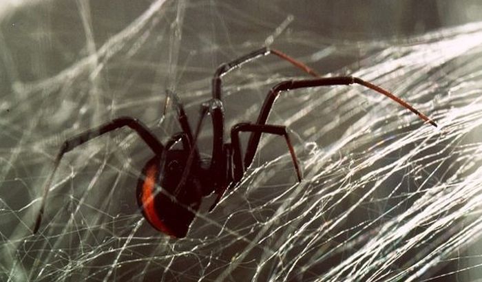 Muški pauci naučili kako da izbegnu smrt nakon seksa