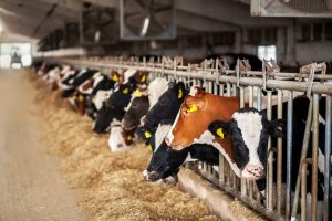 Muzno govedarstvo u krizi: Problem pad broja grla, ne proizvodnja