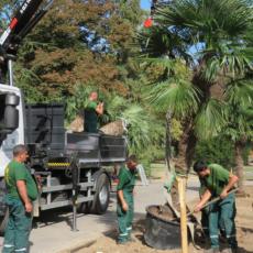 NA KALEMEGDANU ZASAĐENE PALME: Novitet koji će prestonici dati šarm (FOTO)