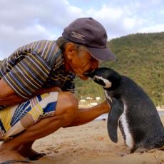 NAJEMOTIVNIJA PRIČA koju ćete pročitati: Pingvin svake godine prepliva 8.000 km da bi se sreo sa svojim spasiocem