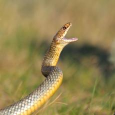 NAJEZDA zmija u Vranju: Ima ih svuda, iz automobila izvučen smuk veličine DVA METRA (VIDEO) 