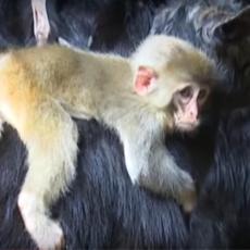 NAJLEPŠI PRIZOR OVE PLANETE: Koza usvojila majmunče i nosi ga svuda sa sobom (VIDEO)