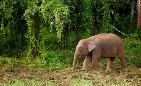 NAJTUŽNIJA NOVA GODINA: Ubijen najmanji slon na svetu